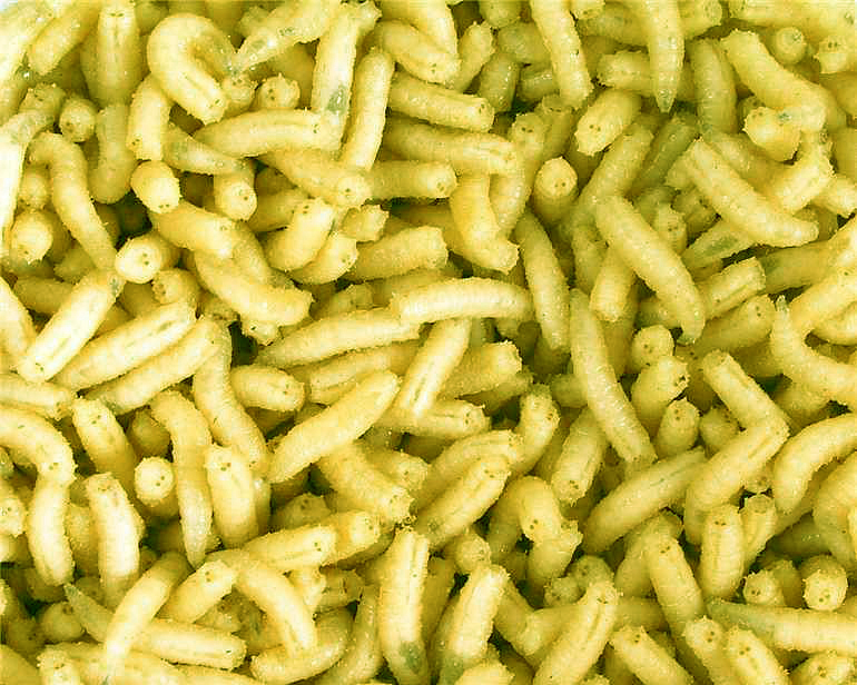 Mivardi Larva fluo l (1L=600gr.)