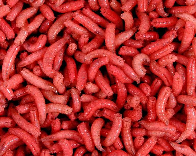 Mivardi Larva červená l (1L=600gr.)