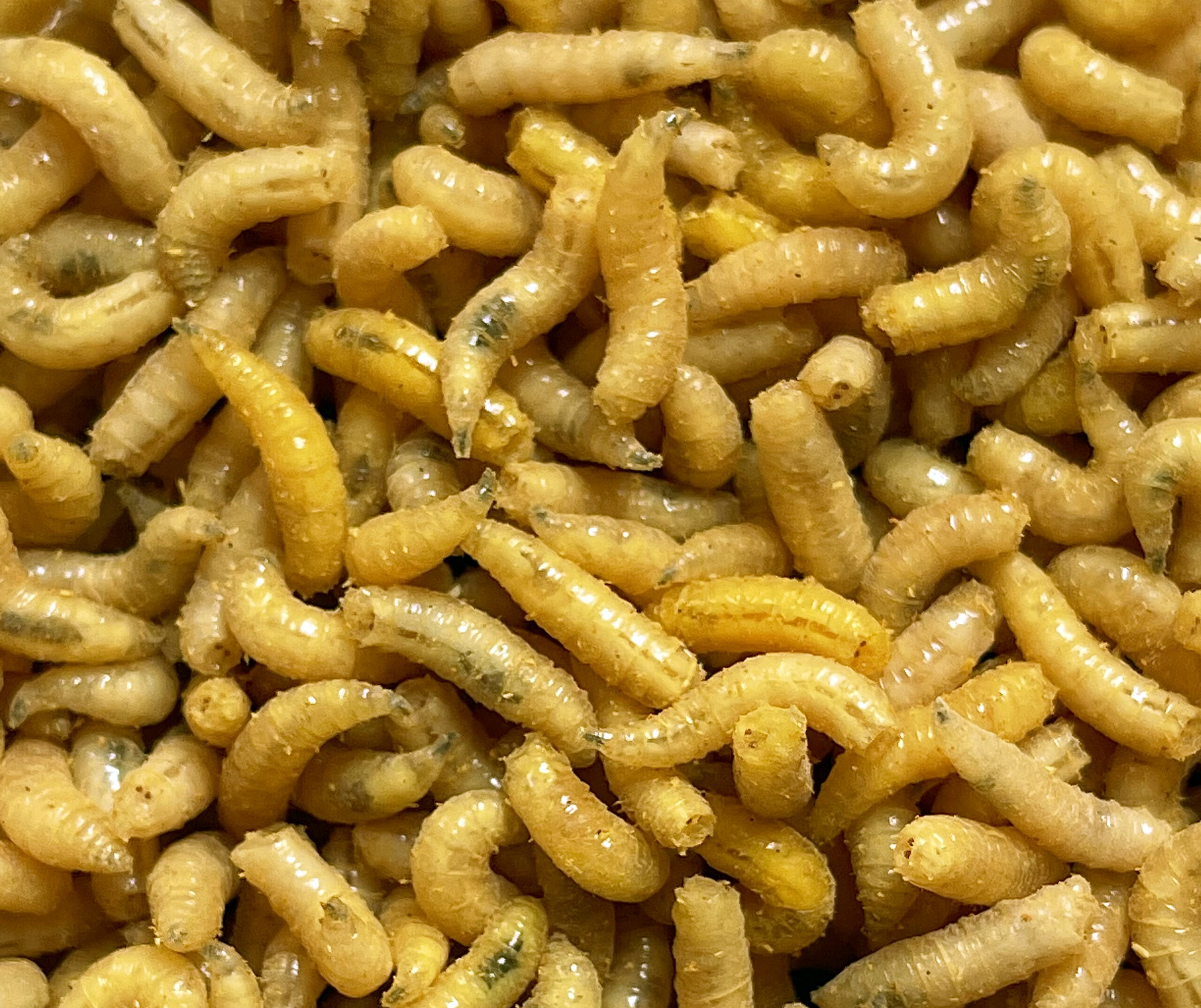 Mivardi Larva žlutá l (1L=600gr.)