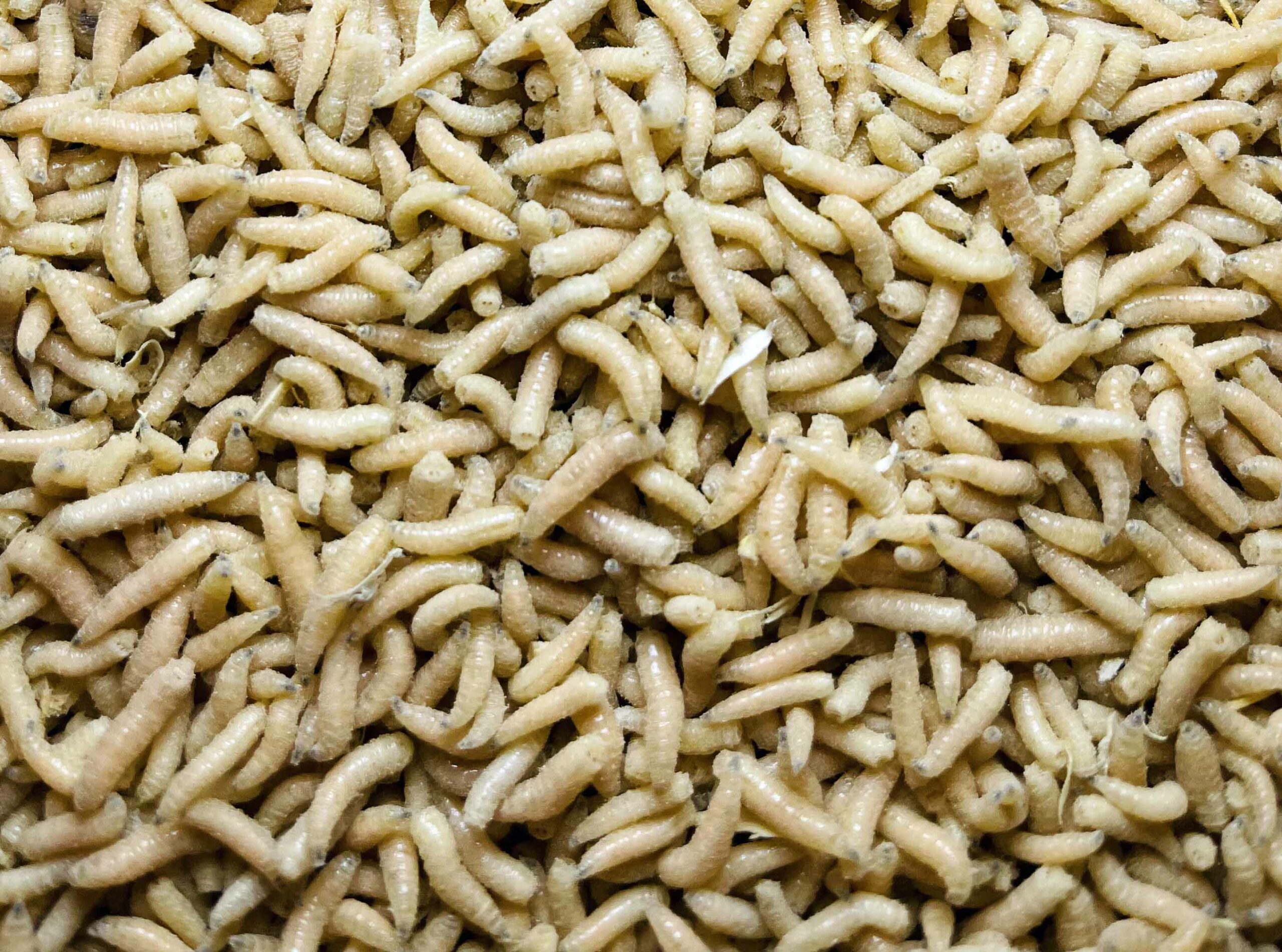 Mivardi Pinka bílá (1L=600gr.)
